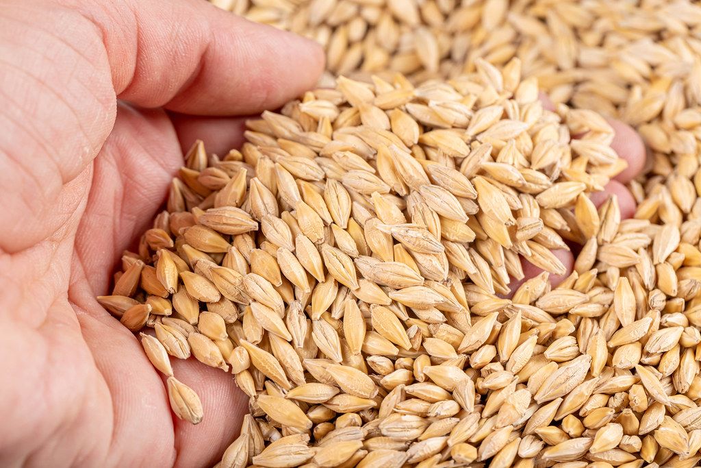 Barley grain in man hand, close up Barley grain in man hand, close up