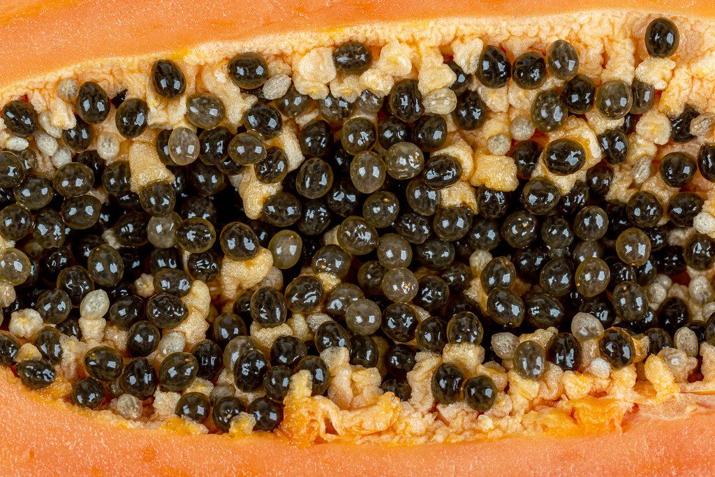 Half of ripe papaya fruit with seeds, close up Half of ripe papaya fruit with seeds, close up