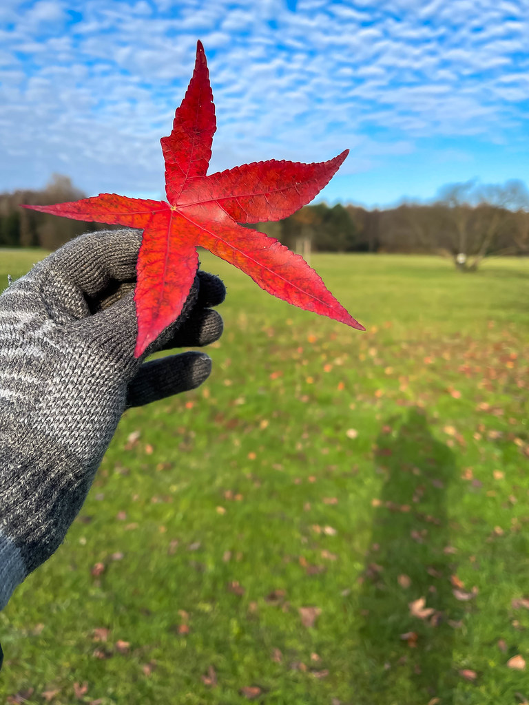 Nature in autumn: hand with grey woolen glove holds a red leaf with five tips in front of a meadow Nature in autumn: hand with grey woolen glove holds a red leaf with five tips in front of a meadow