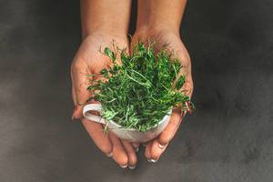 A woman holds a Cup with fresh pea sprouts on a dark background A woman holds a Cup with fresh pea sprouts on a dark background