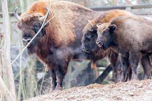 Amerikanische Bisons Amerikanische Bisons