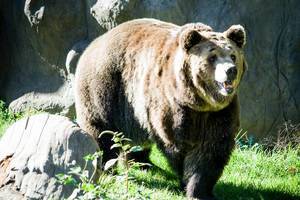 Brown bear Brown bear