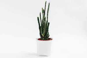 Cactus in a pot on white background Cactus in a pot on white background