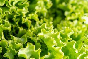 Closeup of Fresh Green Lettuce Salad Closeup of Fresh Green Lettuce Salad