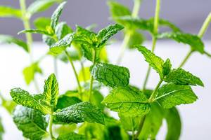 Fresh green mint Bush close up Fresh green mint Bush close up