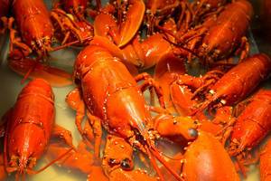 Frischer Hummer (Lobster) Frischer Hummer (Lobster)