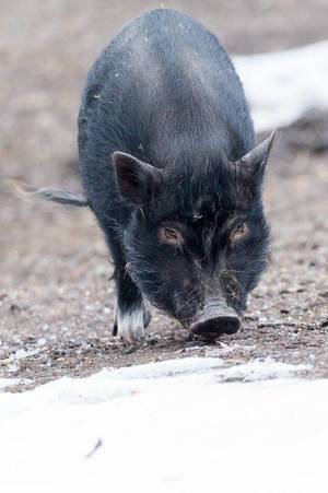 Mini-Schwein Mini-Schwein