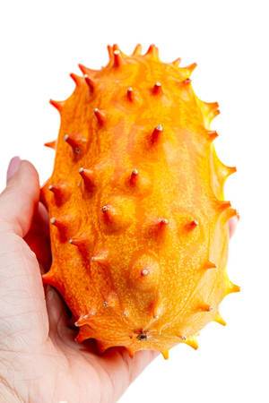 Ripe kiwano fruit in women hand Ripe kiwano fruit in women hand