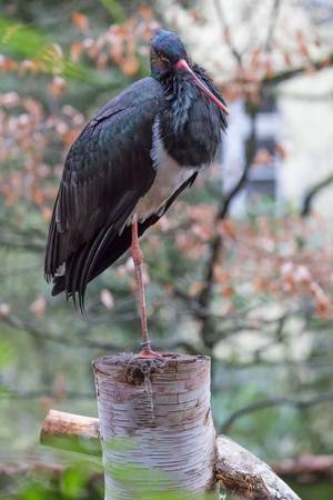 Schwarzstorch (Ciconia nigra) Schwarzstorch (Ciconia nigra)