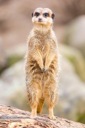 Stehendes Erdmännchen Stehendes Erdmännchen
