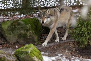 Walking Wolf Walking Wolf