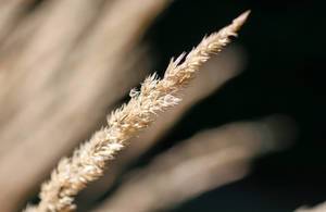 Wheat Cereal Grain close-up Wheat Cereal Grain close-up